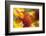 USA, Washington State, Palouse. Close-up of a Sunflower-Dennis Flaherty-Framed Photographic Print