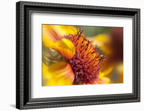 USA, Washington State, Palouse. Close-up of a Sunflower-Dennis Flaherty-Framed Photographic Print