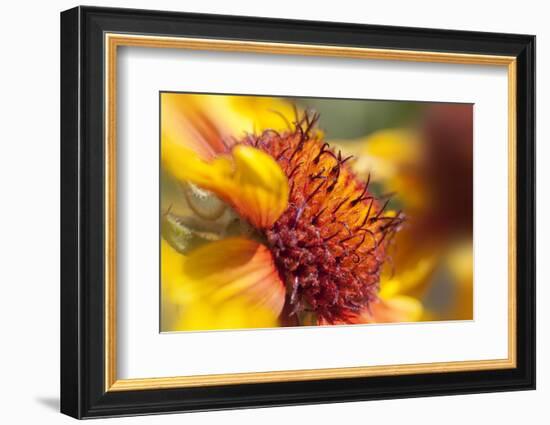 USA, Washington State, Palouse. Close-up of a Sunflower-Dennis Flaherty-Framed Photographic Print