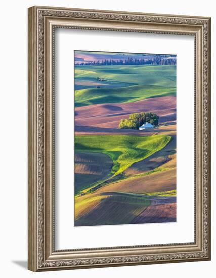 USA, Washington State, Palouse Country, Home stead in rolling hills of Wheat-Terry Eggers-Framed Photographic Print