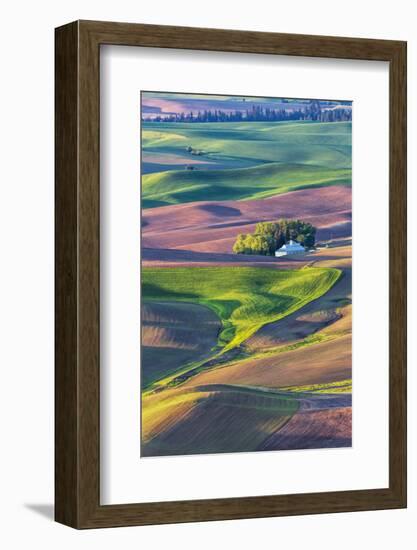 USA, Washington State, Palouse Country, Home stead in rolling hills of Wheat-Terry Eggers-Framed Photographic Print