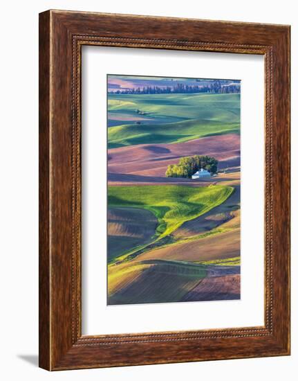 USA, Washington State, Palouse Country, Home stead in rolling hills of Wheat-Terry Eggers-Framed Photographic Print