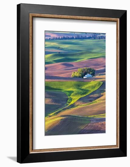 USA, Washington State, Palouse Country, Home stead in rolling hills of Wheat-Terry Eggers-Framed Photographic Print