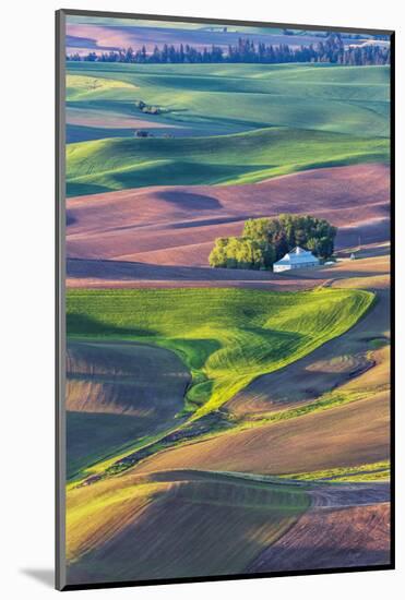 USA, Washington State, Palouse Country, Home stead in rolling hills of Wheat-Terry Eggers-Mounted Photographic Print