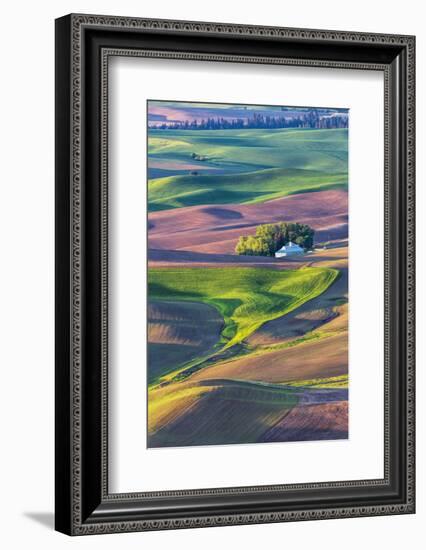 USA, Washington State, Palouse Country, Home stead in rolling hills of Wheat-Terry Eggers-Framed Photographic Print