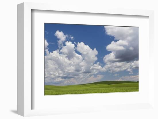 USA, Washington State, Palouse Hills. Field of Spring Peas-Don Paulson-Framed Photographic Print