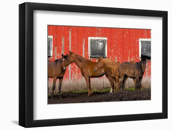 USA, Washington State, Palouse. Horses next to red barn.-Jaynes Gallery-Framed Photographic Print