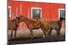 USA, Washington State, Palouse. Horses next to red barn.-Jaynes Gallery-Mounted Photographic Print