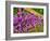 USA, Washington State, Palouse. Lichen covered fence post surrounded by dollar plant flowers-Sylvia Gulin-Framed Photographic Print