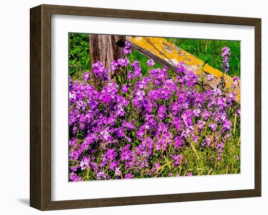 USA, Washington State, Palouse. Lichen covered fence post surrounded by dollar plant flowers-Sylvia Gulin-Framed Photographic Print