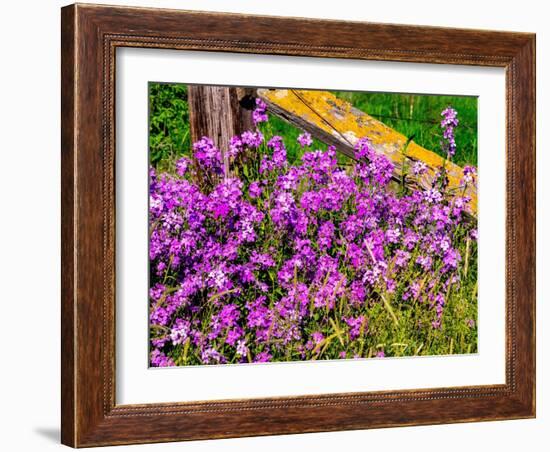 USA, Washington State, Palouse. Lichen covered fence post surrounded by dollar plant flowers-Sylvia Gulin-Framed Photographic Print