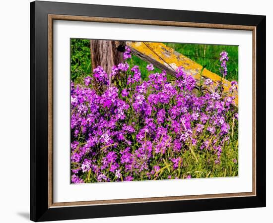 USA, Washington State, Palouse. Lichen covered fence post surrounded by dollar plant flowers-Sylvia Gulin-Framed Photographic Print