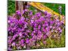 USA, Washington State, Palouse. Lichen covered fence post surrounded by dollar plant flowers-Sylvia Gulin-Mounted Photographic Print