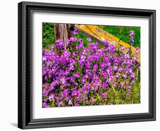 USA, Washington State, Palouse. Lichen covered fence post surrounded by dollar plant flowers-Sylvia Gulin-Framed Photographic Print