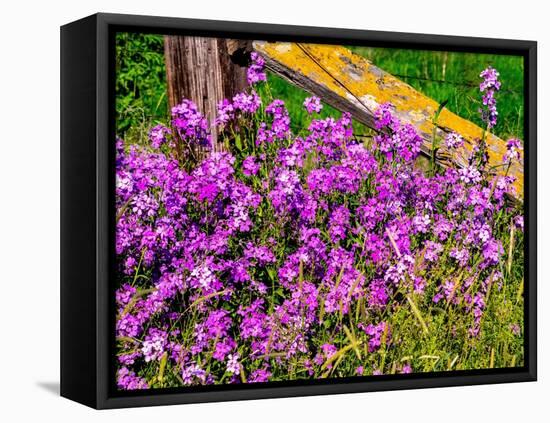 USA, Washington State, Palouse. Lichen covered fence post surrounded by dollar plant flowers-Sylvia Gulin-Framed Premier Image Canvas