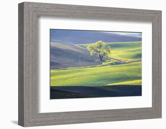 USA, Washington State, Palouse, Lone Tree in Wheat Field-Terry Eggers-Framed Photographic Print