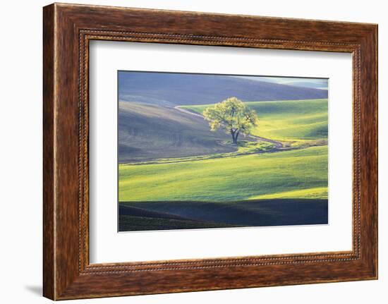 USA, Washington State, Palouse, Lone Tree in Wheat Field-Terry Eggers-Framed Photographic Print