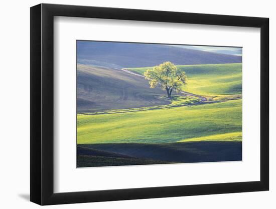 USA, Washington State, Palouse, Lone Tree in Wheat Field-Terry Eggers-Framed Photographic Print