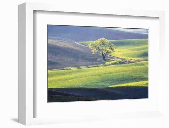 USA, Washington State, Palouse, Lone Tree in Wheat Field-Terry Eggers-Framed Photographic Print