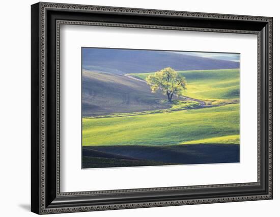 USA, Washington State, Palouse, Lone Tree in Wheat Field-Terry Eggers-Framed Photographic Print