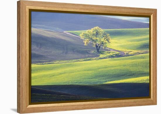 USA, Washington State, Palouse, Lone Tree in Wheat Field-Terry Eggers-Framed Premier Image Canvas