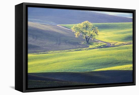 USA, Washington State, Palouse, Lone Tree in Wheat Field-Terry Eggers-Framed Premier Image Canvas
