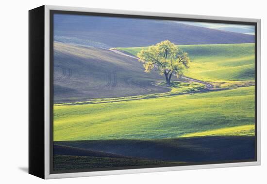 USA, Washington State, Palouse, Lone Tree in Wheat Field-Terry Eggers-Framed Premier Image Canvas