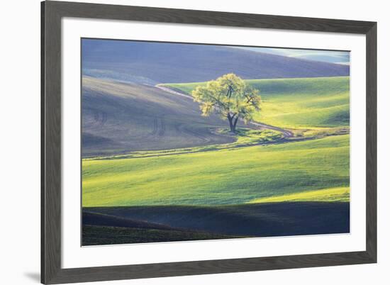 USA, Washington State, Palouse, Lone Tree in Wheat Field-Terry Eggers-Framed Premium Photographic Print