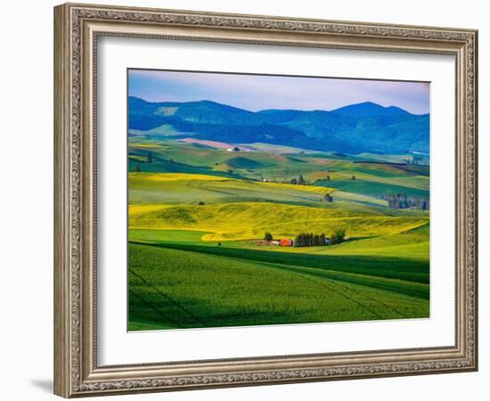 USA, Washington State, Palouse overview of wheat fields from above-Sylvia Gulin-Framed Photographic Print