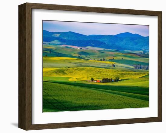 USA, Washington State, Palouse overview of wheat fields from above-Sylvia Gulin-Framed Photographic Print