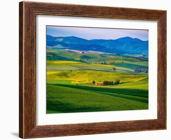 USA, Washington State, Palouse overview of wheat fields from above-Sylvia Gulin-Framed Photographic Print