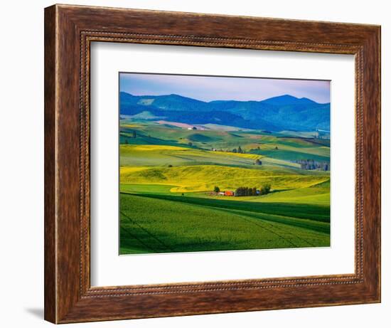 USA, Washington State, Palouse overview of wheat fields from above-Sylvia Gulin-Framed Photographic Print