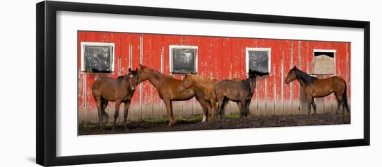 USA, Washington State, Palouse. Panoramic of horses next to red barn.-Jaynes Gallery-Framed Photographic Print