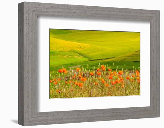 USA, Washington State, Palouse red poppies and yellow canola with landscape of wheat fields-Sylvia Gulin-Framed Photographic Print