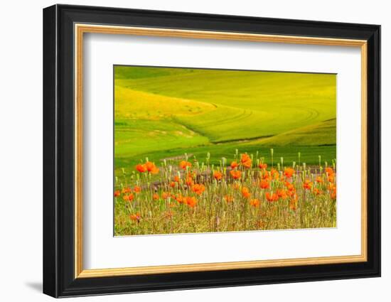 USA, Washington State, Palouse red poppies and yellow canola with landscape of wheat fields-Sylvia Gulin-Framed Photographic Print