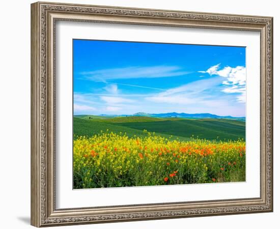 USA, Washington State, Palouse red poppies and yellow canola with landscape of wheat fields-Sylvia Gulin-Framed Photographic Print