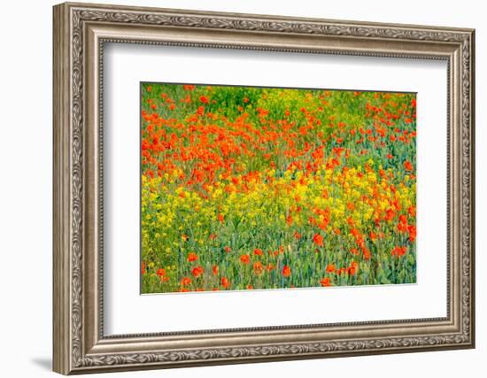 USA, Washington State, Palouse red poppies and yellow canola-Sylvia Gulin-Framed Photographic Print