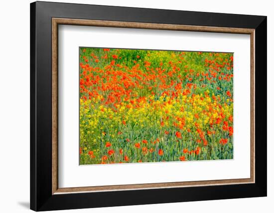 USA, Washington State, Palouse red poppies and yellow canola-Sylvia Gulin-Framed Photographic Print
