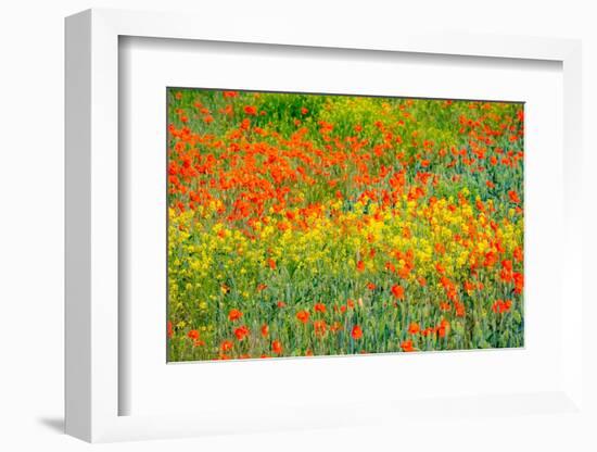 USA, Washington State, Palouse red poppies and yellow canola-Sylvia Gulin-Framed Photographic Print