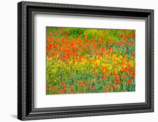 USA, Washington State, Palouse red poppies and yellow canola-Sylvia Gulin-Framed Photographic Print