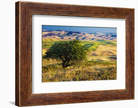 USA, Washington State, Palouse Region, Apple Tree in Rolling harvest Hills-Terry Eggers-Framed Photographic Print