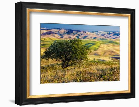 USA, Washington State, Palouse Region, Apple Tree in Rolling harvest Hills-Terry Eggers-Framed Photographic Print