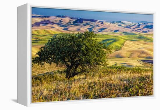 USA, Washington State, Palouse Region, Apple Tree in Rolling harvest Hills-Terry Eggers-Framed Premier Image Canvas