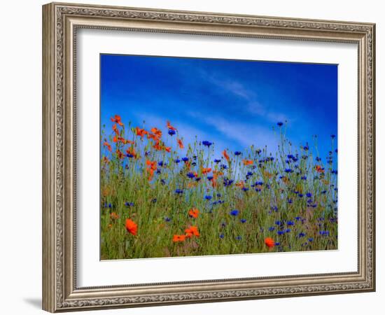 USA, Washington State, Palouse springtime with red poppies and bachelor buttons-Sylvia Gulin-Framed Photographic Print