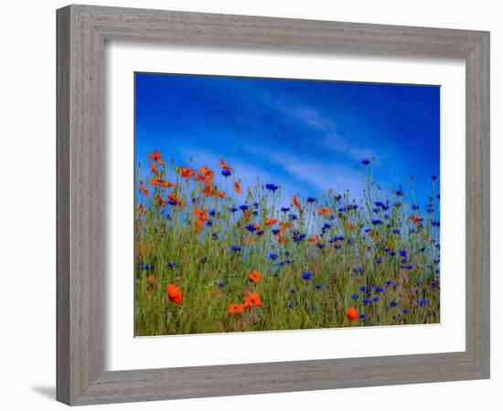 USA, Washington State, Palouse springtime with red poppies and bachelor buttons-Sylvia Gulin-Framed Photographic Print