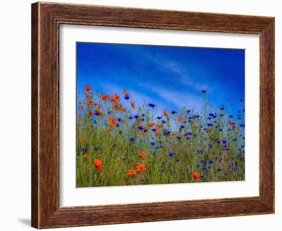 USA, Washington State, Palouse springtime with red poppies and bachelor buttons-Sylvia Gulin-Framed Photographic Print