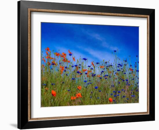 USA, Washington State, Palouse springtime with red poppies and bachelor buttons-Sylvia Gulin-Framed Photographic Print