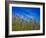 USA, Washington State, Palouse springtime with red poppies and bachelor buttons-Sylvia Gulin-Framed Photographic Print