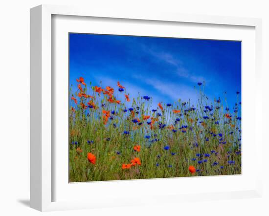 USA, Washington State, Palouse springtime with red poppies and bachelor buttons-Sylvia Gulin-Framed Photographic Print