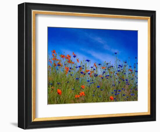 USA, Washington State, Palouse springtime with red poppies and bachelor buttons-Sylvia Gulin-Framed Photographic Print